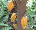 MONKEY CACAO